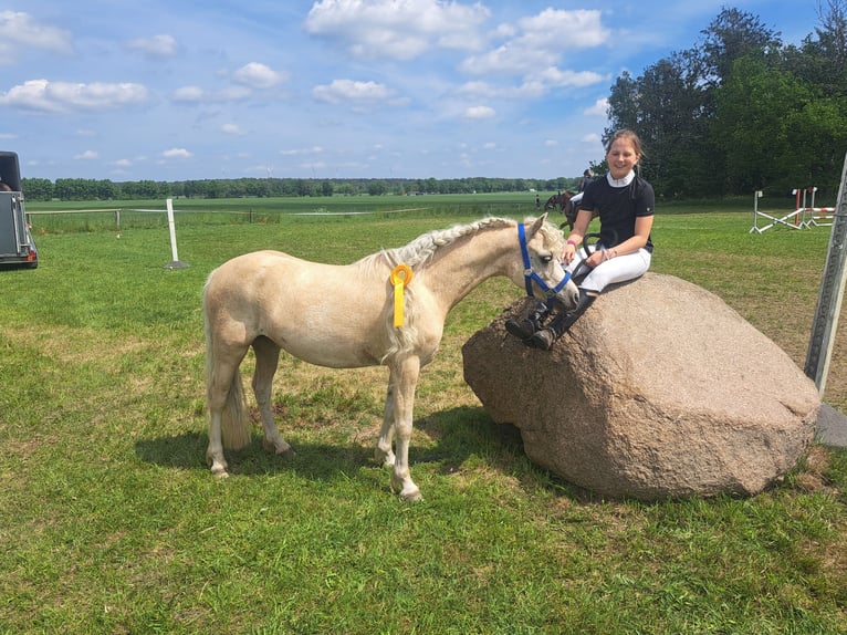 Kuc walijski sekcji A Klacz 7 lat 123 cm Izabelowata in Burgdorf