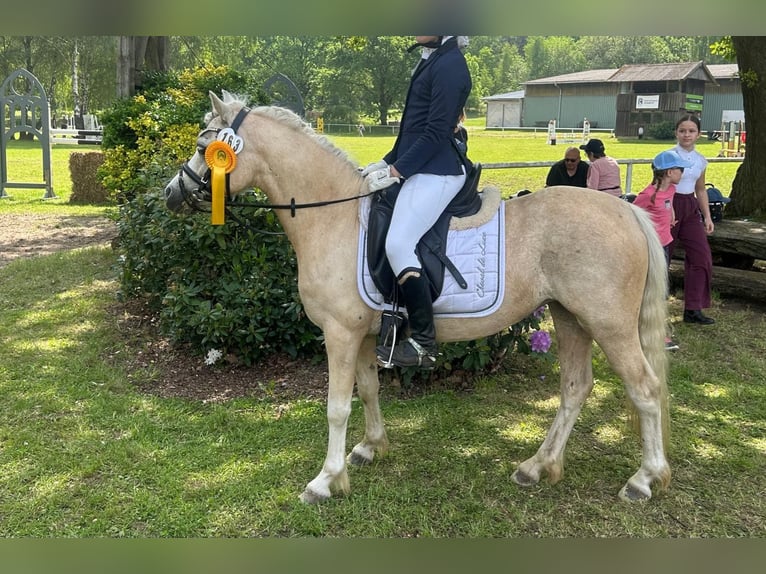 Kuc walijski sekcji A Klacz 7 lat 123 cm Izabelowata in Burgdorf