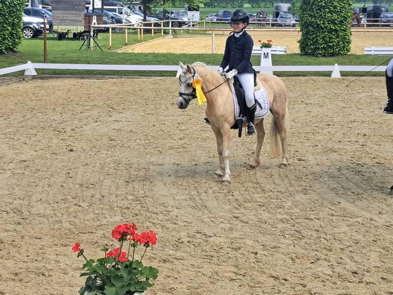 Kuc walijski sekcji A Klacz 7 lat 123 cm Izabelowata in Burgdorf