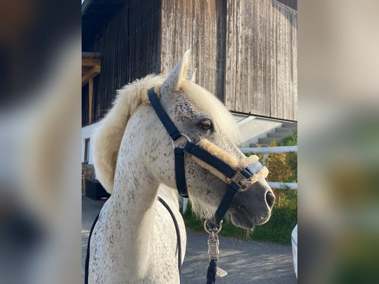 Kuc walijski sekcji A Mix Klacz 7 lat 124 cm Siwa in Angerberg