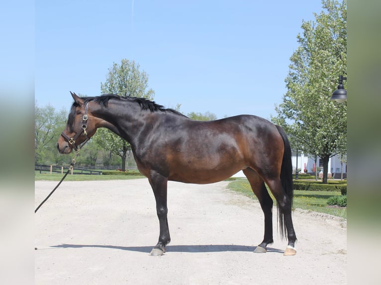 Kuc walijski sekcji A Klacz 7 lat 147 cm Gniada in HIghland MI