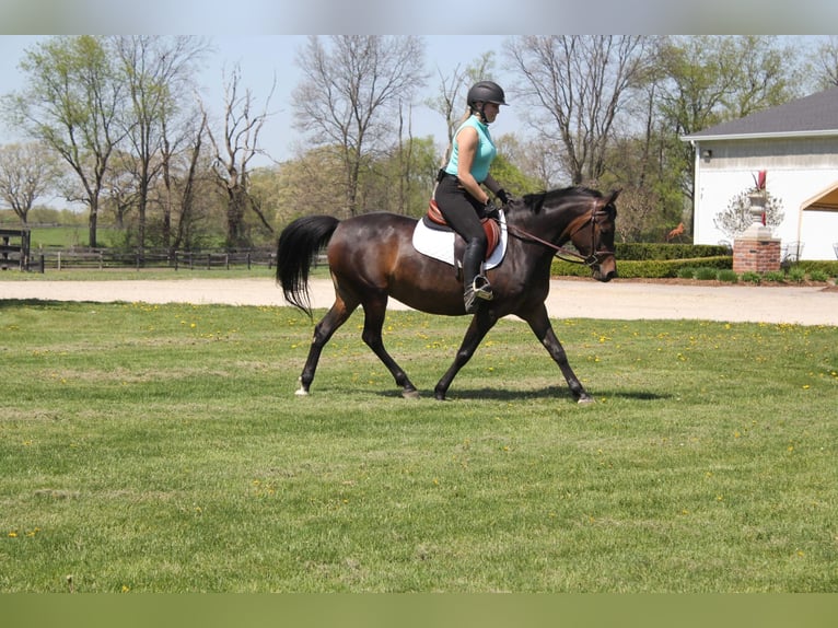 Kuc walijski sekcji A Klacz 7 lat 147 cm Gniada in HIghland MI