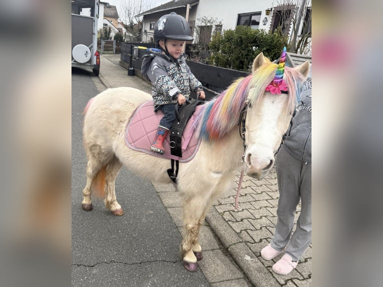 Kuc walijski sekcji A Klacz 8 lat 110 cm Izabelowata in Riedstadt