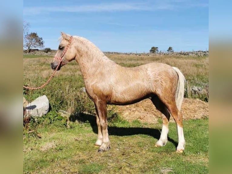 Kuc walijski sekcji A Klacz 8 lat 116 cm Ciemnokasztanowata in Wagenborgen