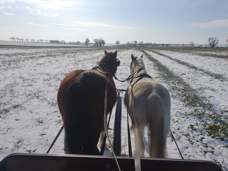 Kuc walijski sekcji A Mix Klacz 8 lat 117 cm Siwa in Eilenburg