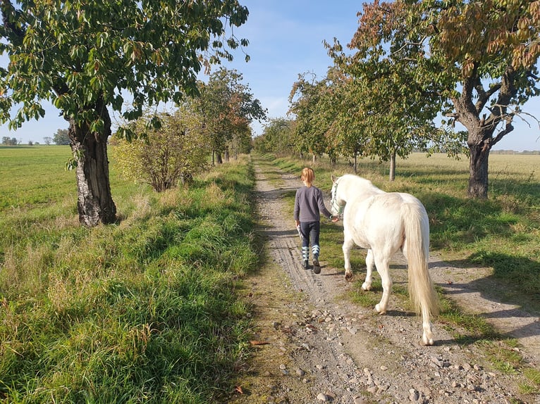 Kuc walijski sekcji A Mix Klacz 8 lat 117 cm Siwa in Eilenburg