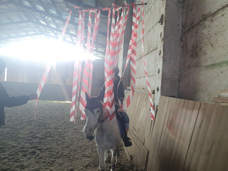 Kuc walijski sekcji A Mix Klacz 8 lat 117 cm Siwa in Eilenburg