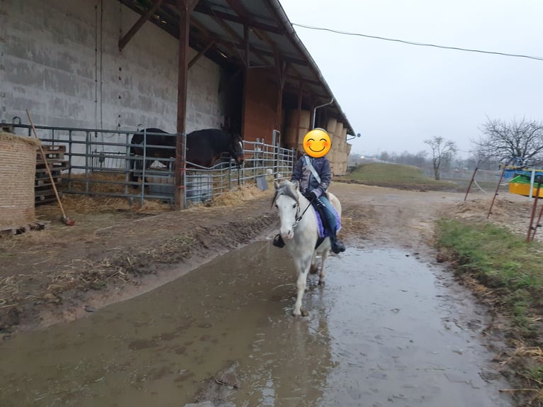 Kuc walijski sekcji A Mix Klacz 8 lat 117 cm Siwa in Eilenburg