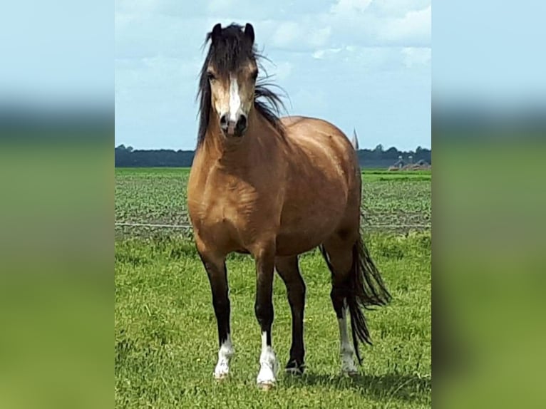 Kuc walijski sekcji A Klacz 8 lat 120 cm Bułana in Wildeshausen