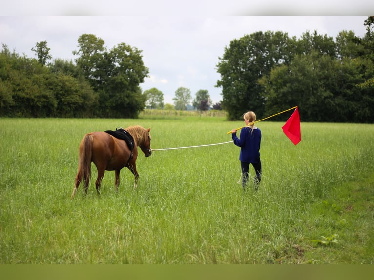 Kuc walijski sekcji A Klacz 8 lat 120 cm Kasztanowata in Erichem