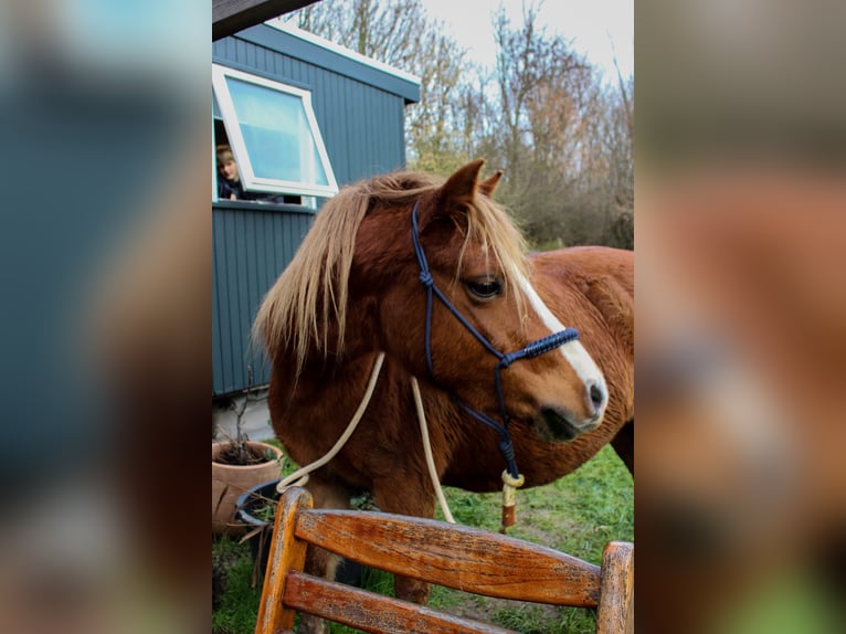 Kuc walijski sekcji A Klacz 8 lat 120 cm Kasztanowata in Erichem