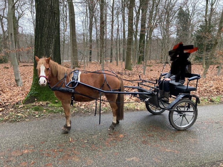 Kuc walijski sekcji A Klacz 8 lat 120 cm Kasztanowata in Erichem