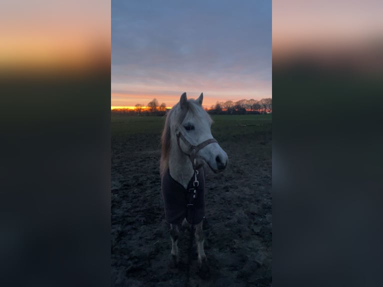 Kuc walijski sekcji A Klacz 8 lat 124 cm Siwa in Hijken