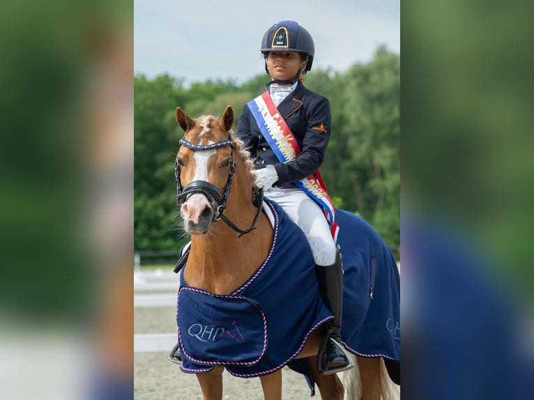 Kuc walijski sekcji A Klacz 8 lat 125 cm Kasztanowata in Vinkenbuurt
