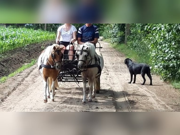 Kuc walijski sekcji A Mix Klacz 9 lat 112 cm Srokata in Utrecht