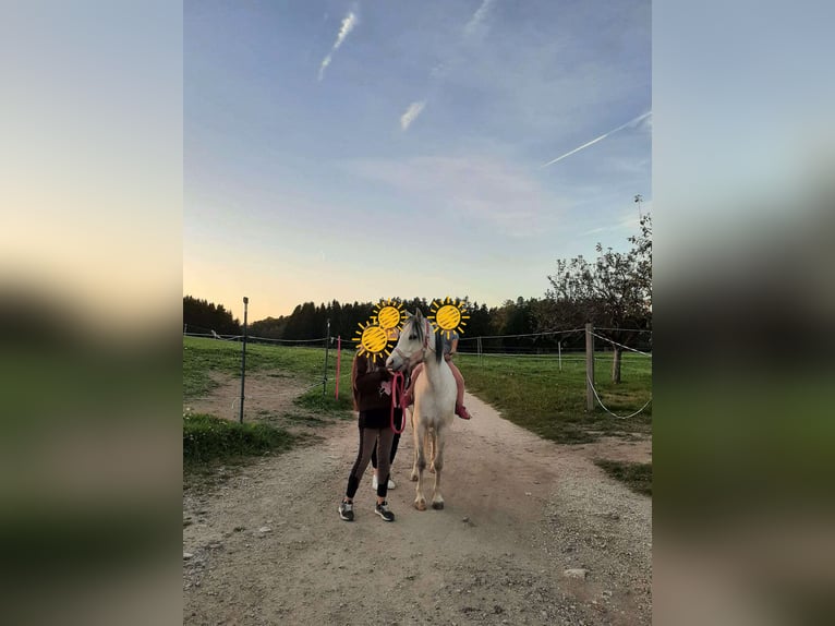 Kuc walijski sekcji A Mix Klacz 9 lat 120 cm Siwa in Bad Zell
