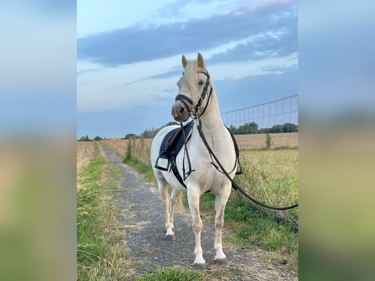 Kuc walijski sekcji A Klacz 9 lat 120 cm Siwa in Altenburg