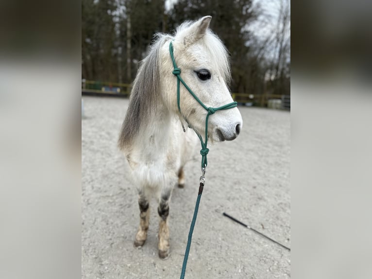 Kuc walijski sekcji A Klacz 9 lat 122 cm Siwa in Aachen