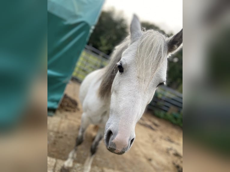 Kuc walijski sekcji A Klacz 9 lat 122 cm Siwa in Aachen