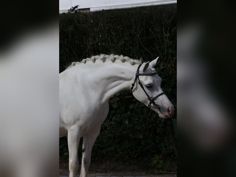 Kuc walijski sekcji A Klacz 9 lat 125 cm Siwa in Heemskerk