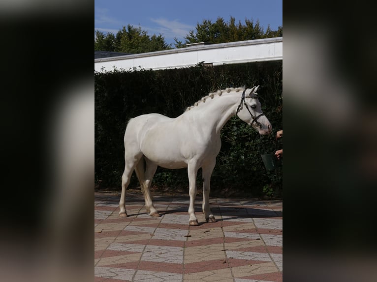 Kuc walijski sekcji A Klacz 9 lat 125 cm Siwa in Heemskerk