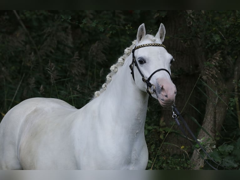 Kuc walijski sekcji A Klacz 9 lat 125 cm Siwa in Heemskerk