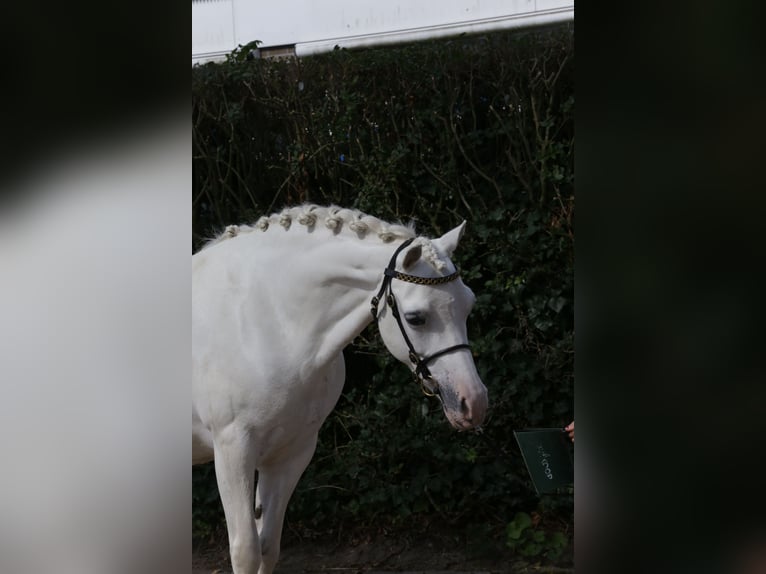 Kuc walijski sekcji A Klacz 9 lat 125 cm Siwa in Heemskerk