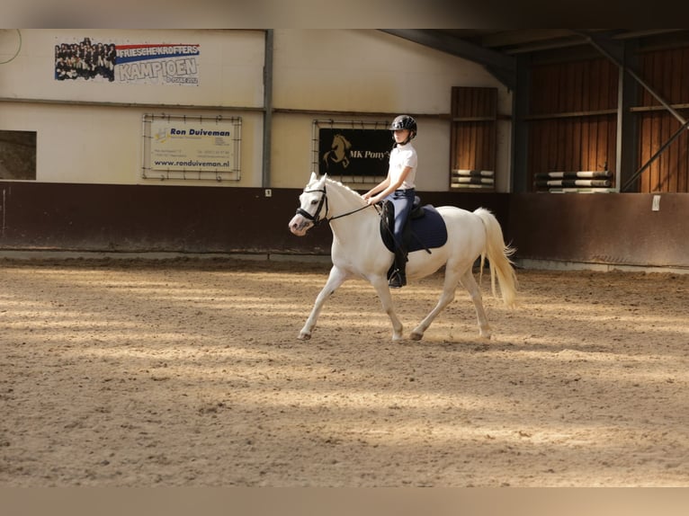 Kuc walijski sekcji A Klacz 9 lat 125 cm Siwa in Heemskerk