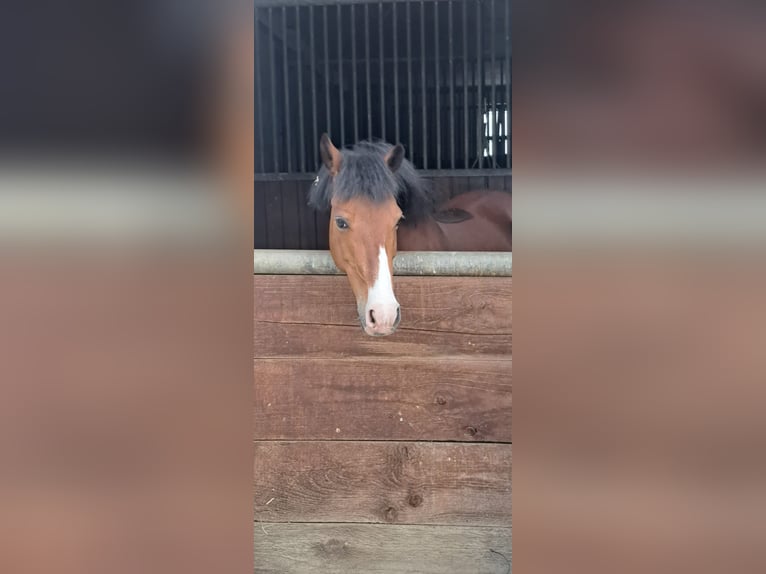 Kuc walijski sekcji A Mix Klacz 9 lat 130 cm in Braunfels Altenkirchen