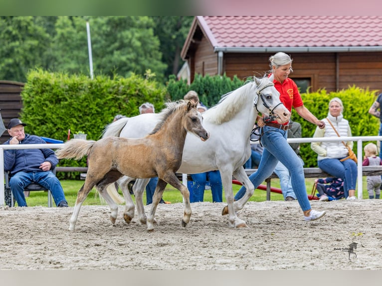Kuc walijski sekcji A Klacz Źrebak (04/2025) 118 cm Siwa in Weener
