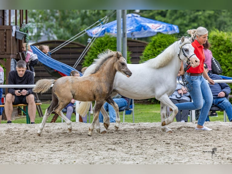 Kuc walijski sekcji A Klacz Źrebak (04/2025) 118 cm Siwa in Weener