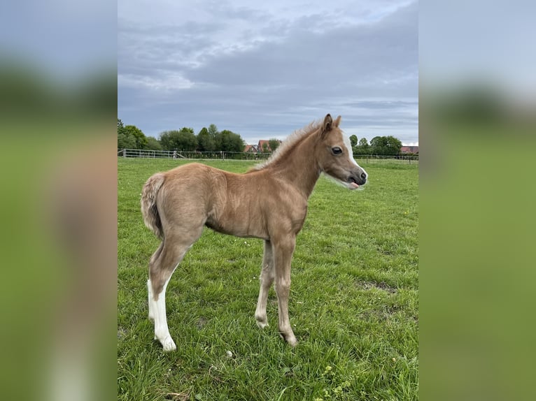 Kuc walijski sekcji A Klacz Źrebak (04/2025) 118 cm Siwa in Weener