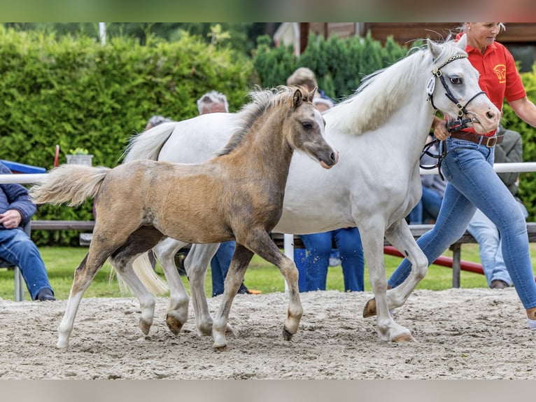 Kuc walijski sekcji A Klacz Źrebak (04/2025) 118 cm Siwa in Weener