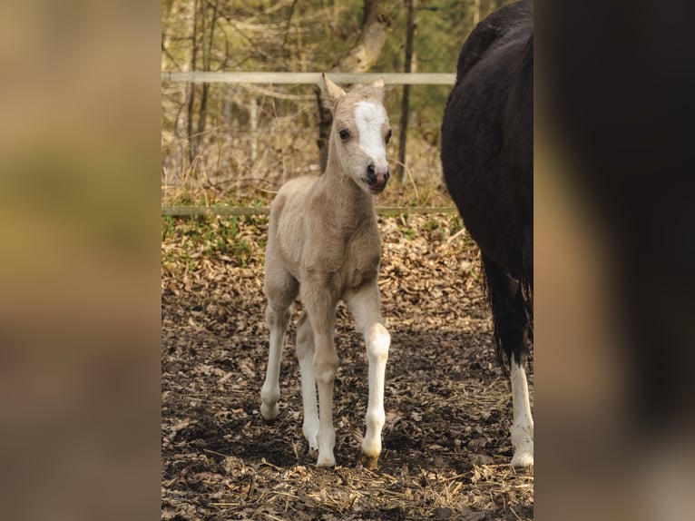 Kuc walijski sekcji A Klacz Źrebak (01/2026) 120 cm Jelenia in Neumünster