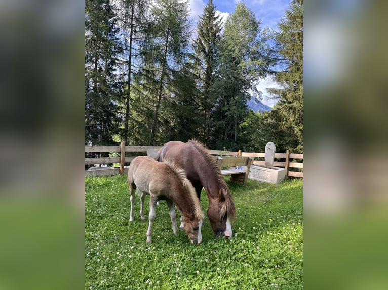 Kuc walijski sekcji A Klacz Źrebak (03/2024) 123 cm Gniada in Arzl