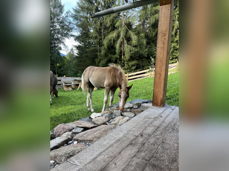 Kuc walijski sekcji A Klacz Źrebak (03/2024) 123 cm Gniada in Arzl