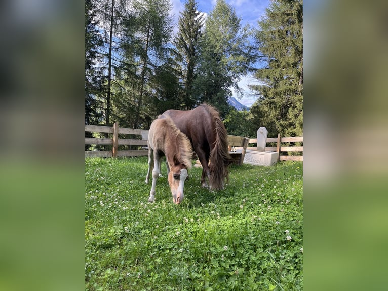 Kuc walijski sekcji A Klacz Źrebak (03/2024) 123 cm Gniada in Arzl