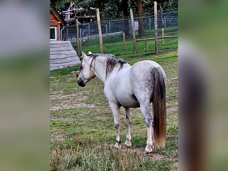 Kuc walijski sekcji A Ogier 10 lat 115 cm Siwa in Wehrheim