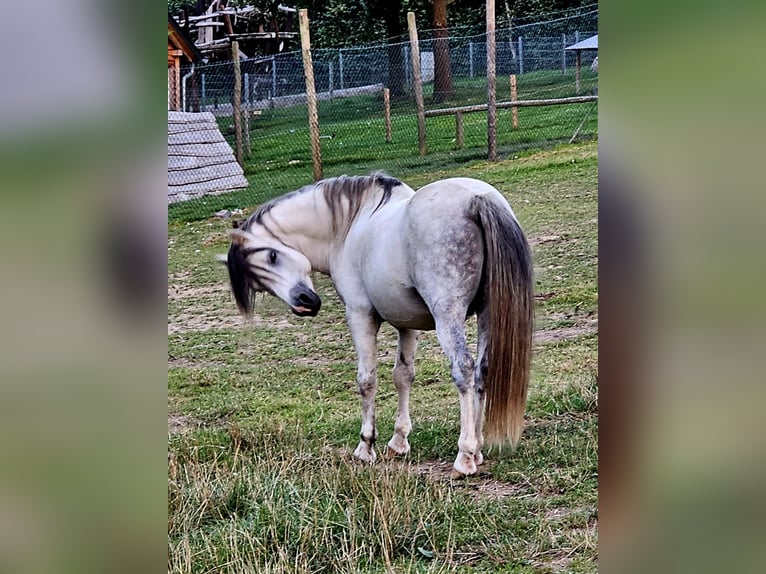 Kuc walijski sekcji A Ogier 10 lat 115 cm Siwa in Wehrheim