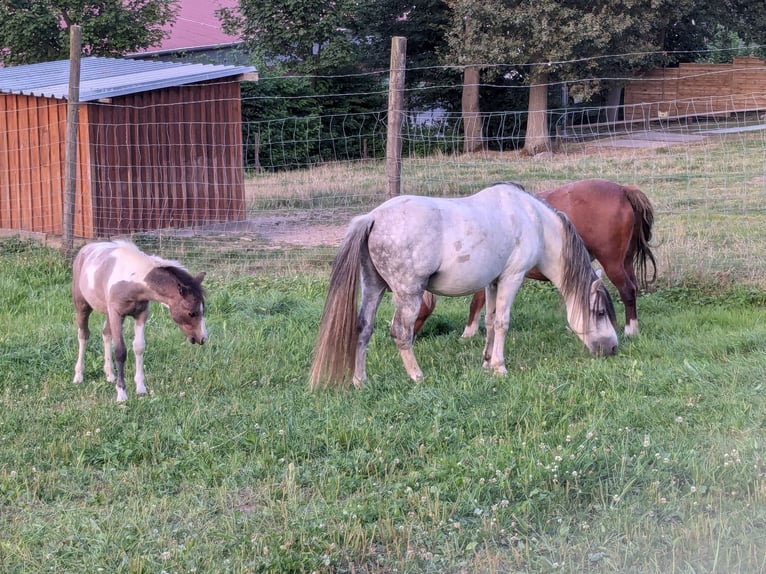 Kuc walijski sekcji A Ogier 10 lat 115 cm Siwa in Wehrheim