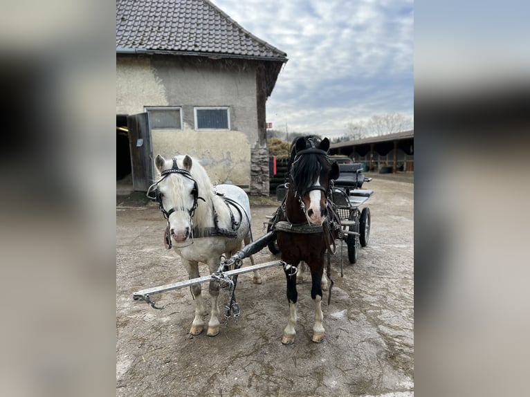 Kuc walijski sekcji A Ogier 10 lat 122 cm Siwa in Straubenhardt