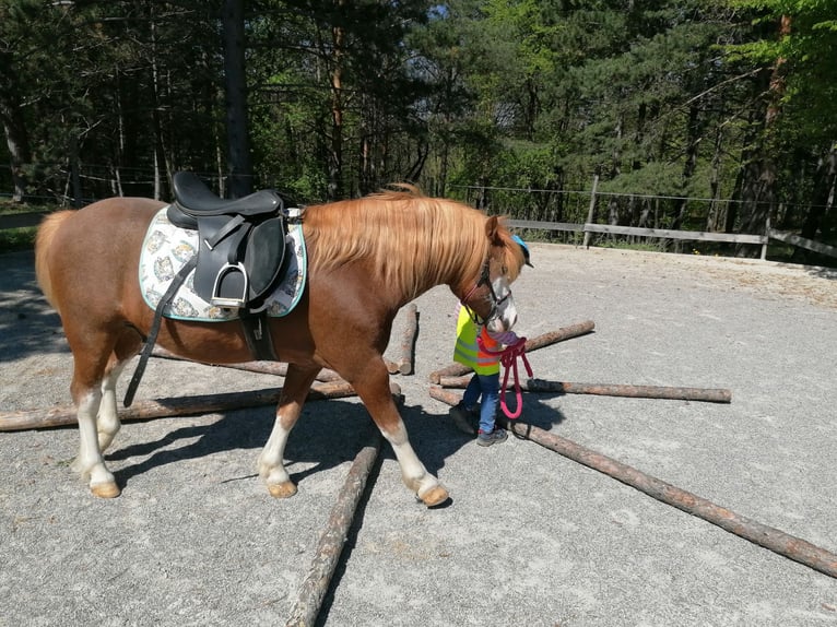 Kuc walijski sekcji A Ogier 14 lat 120 cm Kasztanowata in Alland