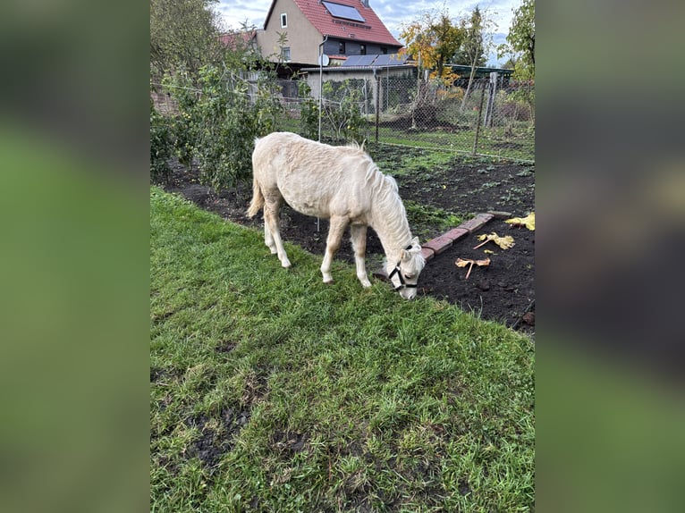 Kuc walijski sekcji A Ogier 1 Rok 118 cm Izabelowata in Halberstadt