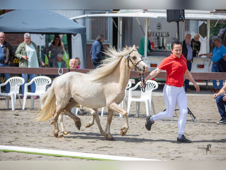 Kuc walijski sekcji A Ogier 1 Rok 120 cm Cremello in Lubmin