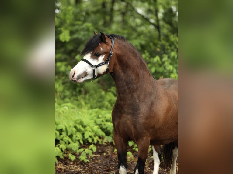 Kuc walijski sekcji A Ogier 2 lat 117 cm Gniada in Aalten