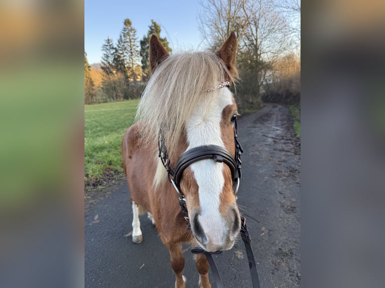 Kuc walijski sekcji A Ogier 3 lat 114 cm Kasztanowata in Ulrichstein