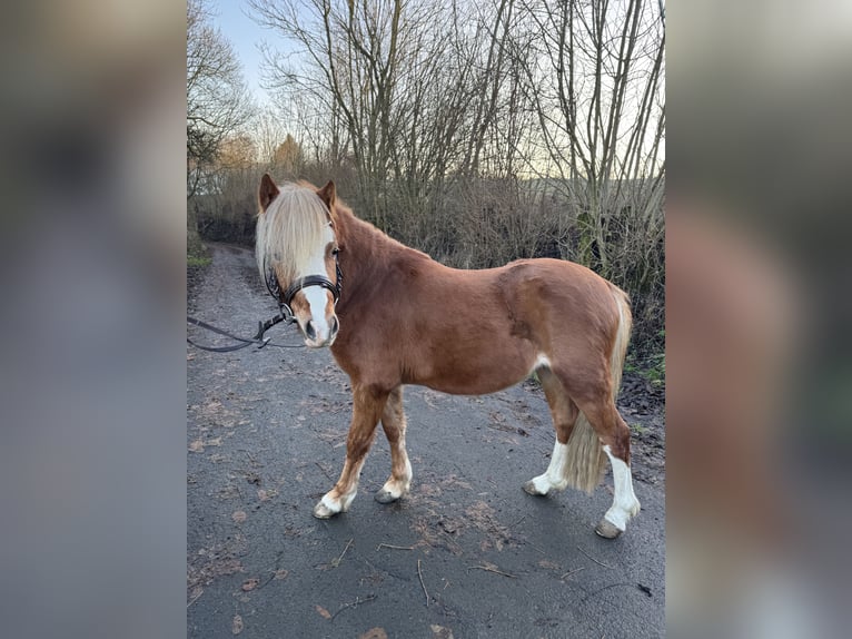 Kuc walijski sekcji A Ogier 3 lat 114 cm Kasztanowata in Ulrichstein