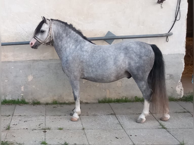 Kuc walijski sekcji A Ogier 4 lat 112 cm Siwa in Mörbisch
