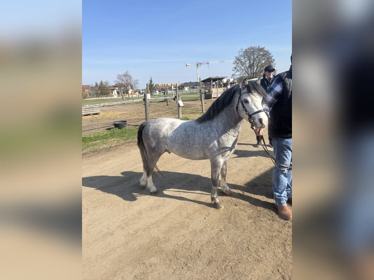 Kuc walijski sekcji A Ogier 4 lat 112 cm Siwa in Mörbisch