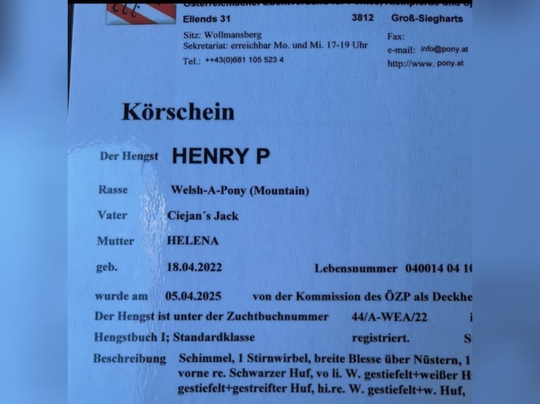 Kuc walijski sekcji A Ogier 4 lat 114 cm Stalowosiwy in Mörbisch am See